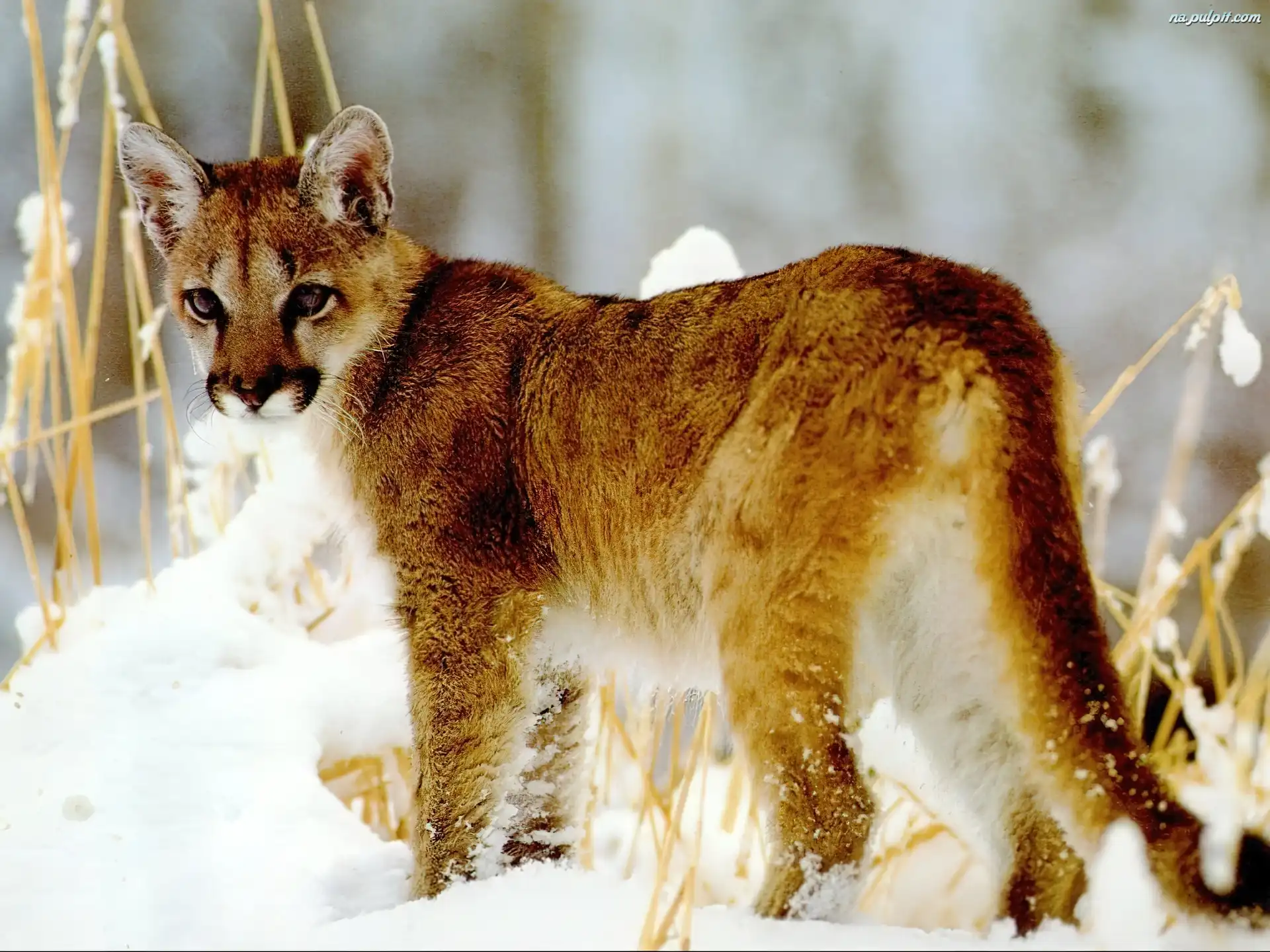 m³oda, Puma, ¶nieg